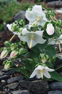 Campanula trogerae